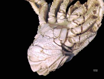 Media type: image; Invertebrate Zoology CRU-4563
